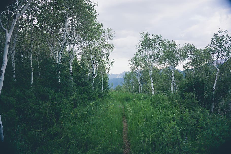 trees, mountains, trail, hike, hiking, green, plant, growth HD wallpaper