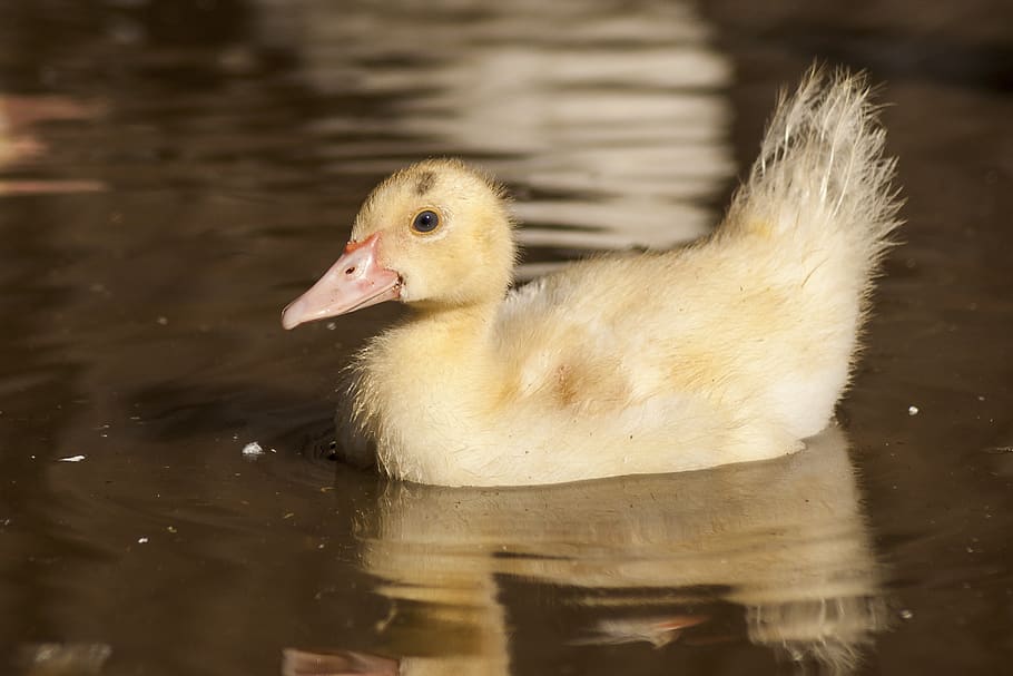 farm, duck, nature, plumage, ducklings, cute, spring, lake HD wallpaper