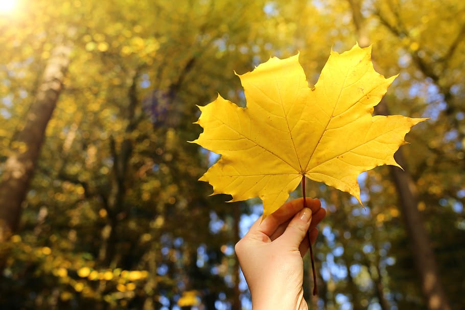 maple, sheet, yellow, autumn, forest, hand, female, sky, sun HD wallpaper