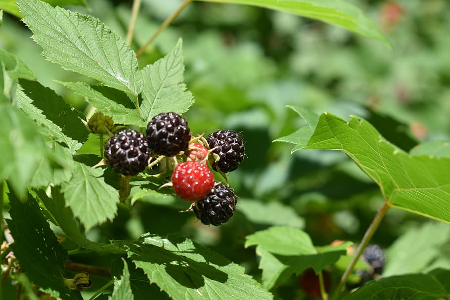 black raspberry, produce, summer, leaves, green, thorns, fruit HD wallpaper
