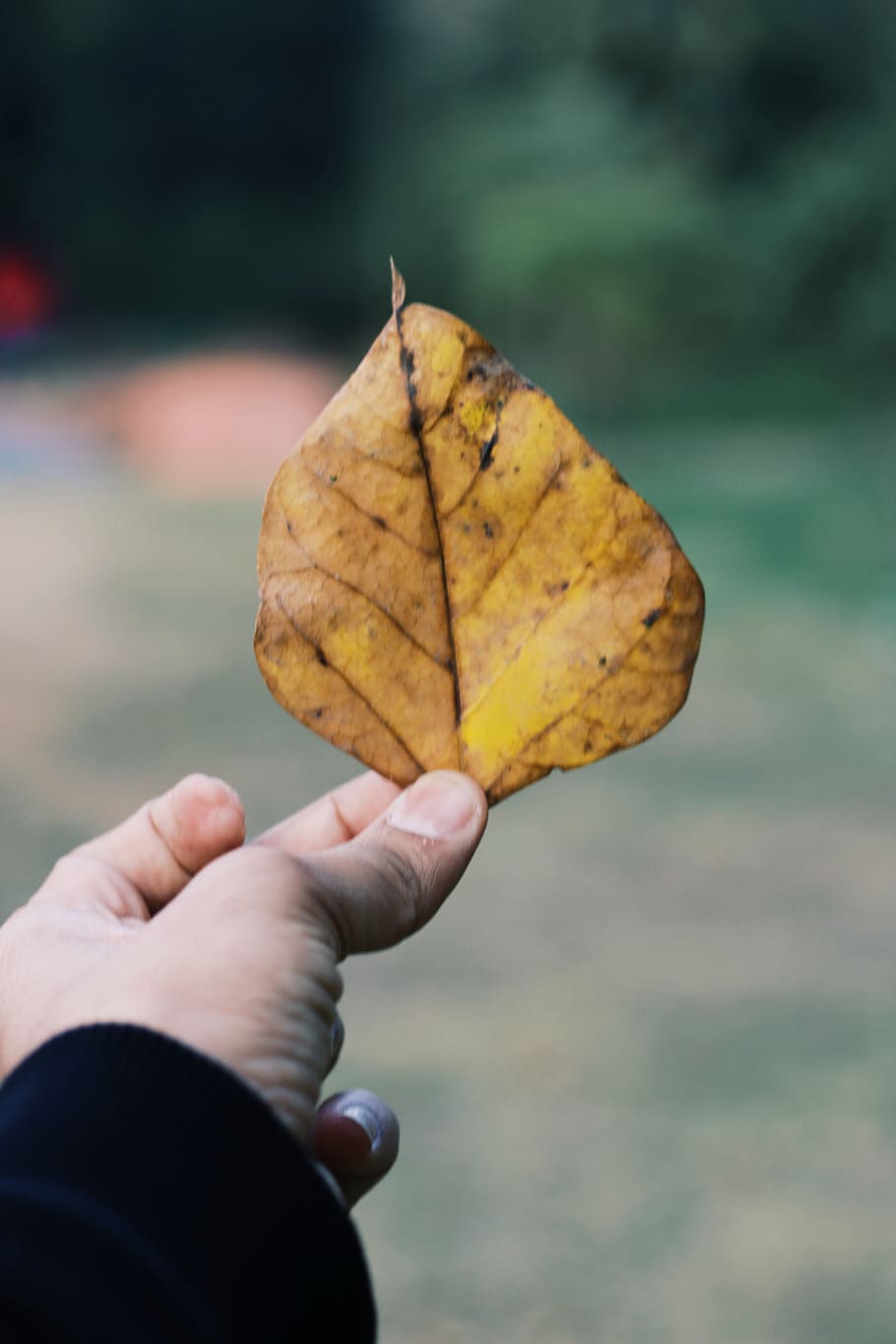 india, new delhi, human hand, leaf, plant part, human body part HD wallpaper