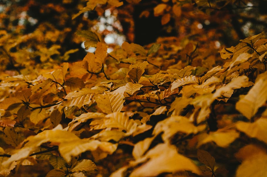 yellow leaves, leaf, plant, tree, ground, maple leaf, face, photography HD wallpaper