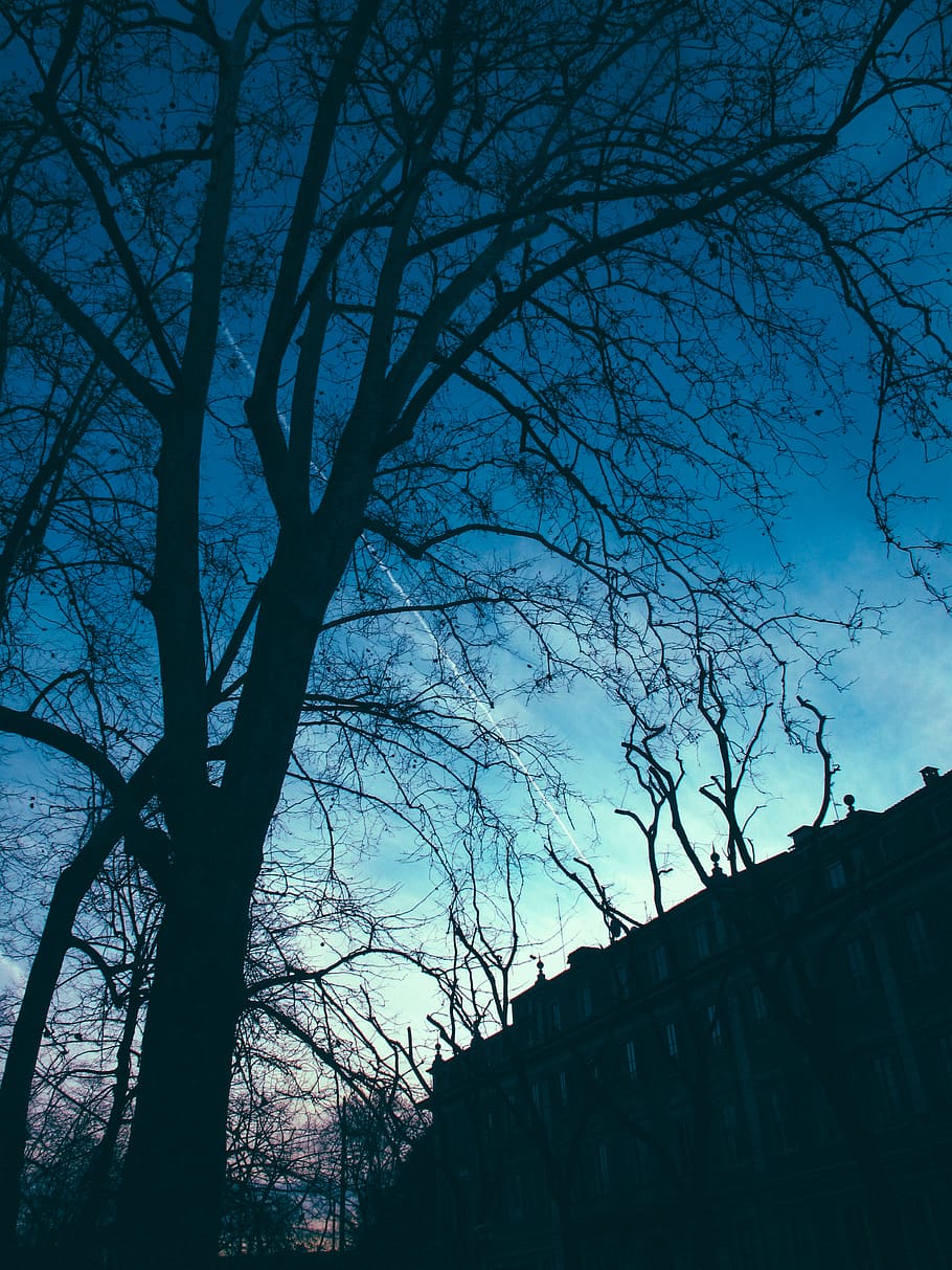 Bare Tree Near Building, backlit, branches, eerie, sky, silhouette HD wallpaper