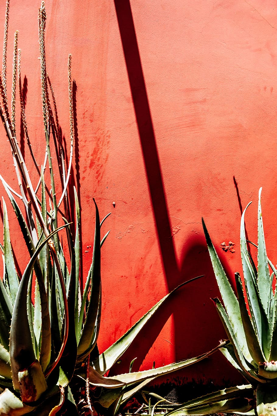 green snake plant, wall, sunlight, shadow, cacti, cactu, spine, HD wallpaper