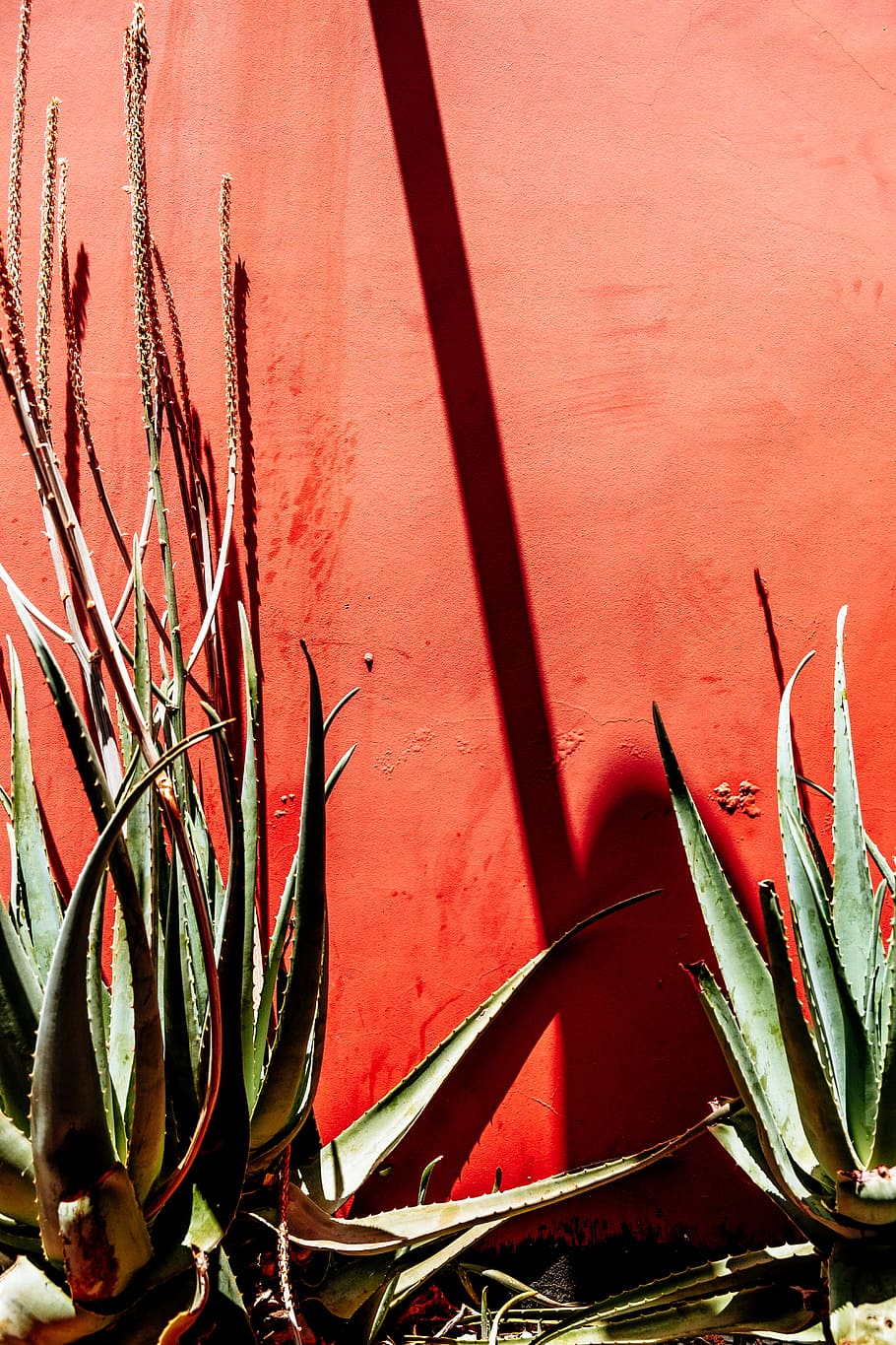 green snake plant, wall, sunlight, shadow, cacti, cactu, spine HD wallpaper