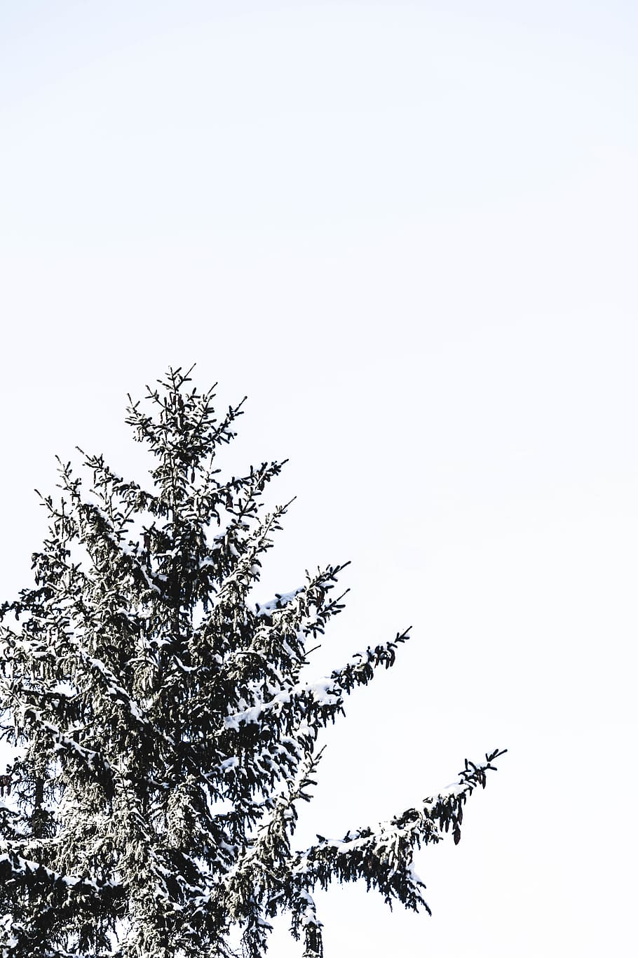 green-leafed tree, plant, fir, abies, switzerland, pine, montana HD wallpaper