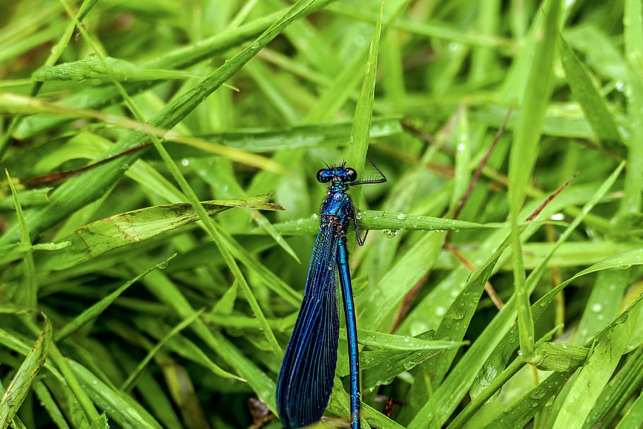 nature, grass, outdoors, flora, leaf, insect, summer, green color HD wallpaper