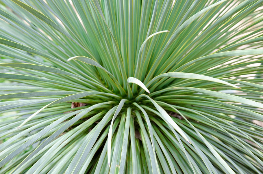 green color, plant, leaf, close-up, no people, full frame, backgrounds HD wallpaper