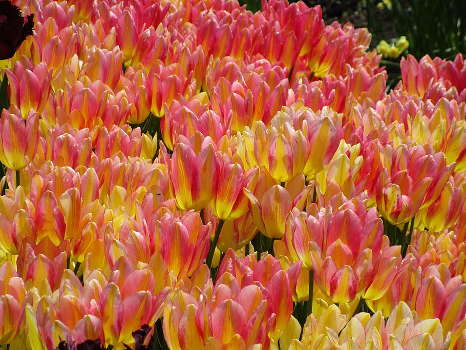 tulips, flowers, pink, yellow, petals, queen elizabeth park, HD wallpaper