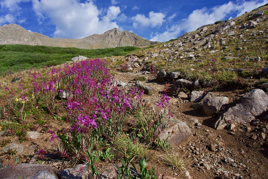 purple flower field, mount harvard, mountain, united states, path, HD wallpaper