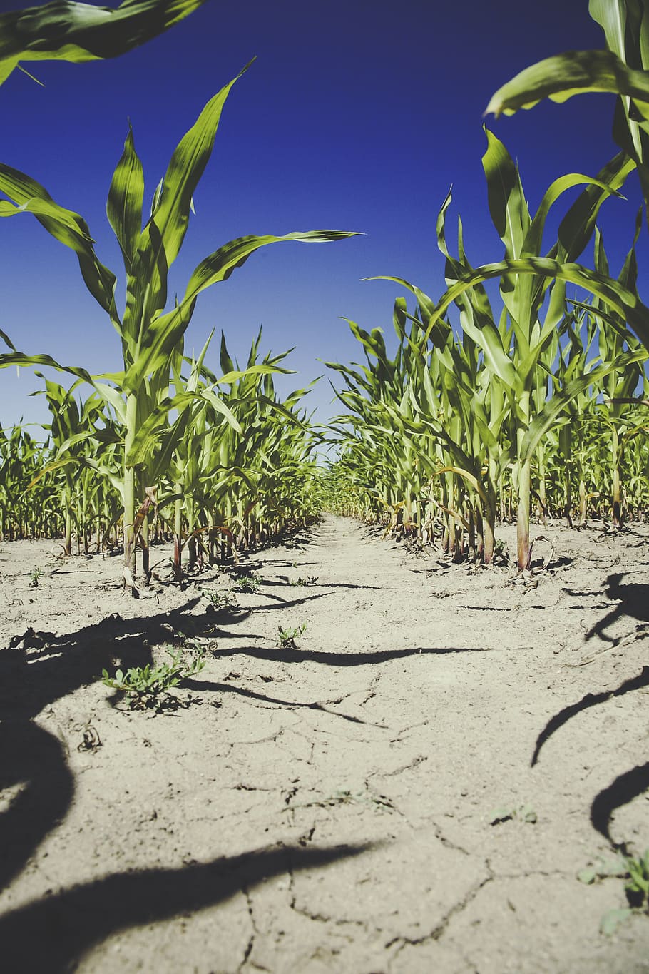 Corn Plantation Under Blue Sky during Daytime, farm, field, growth HD wallpaper