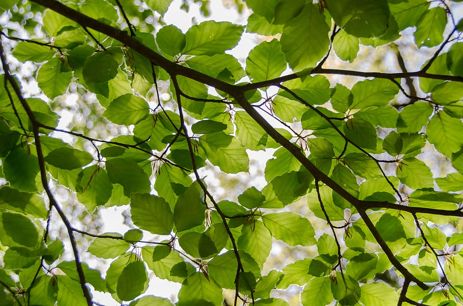 Green Leafed Tree, environment, fresh, friendly, nature, sunny HD wallpaper