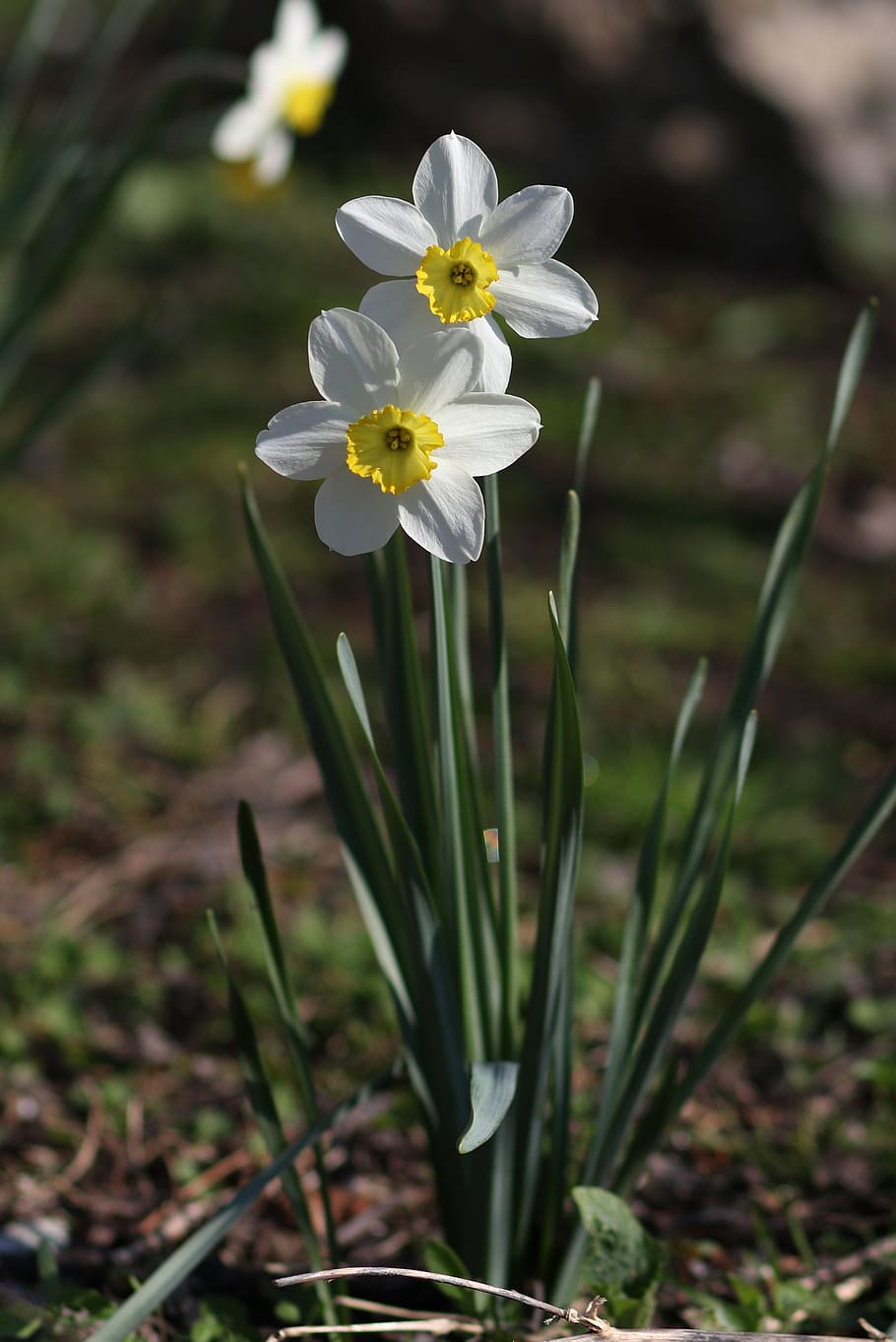 daffodil, white, flower, spring, supplies, nature, blooming HD wallpaper