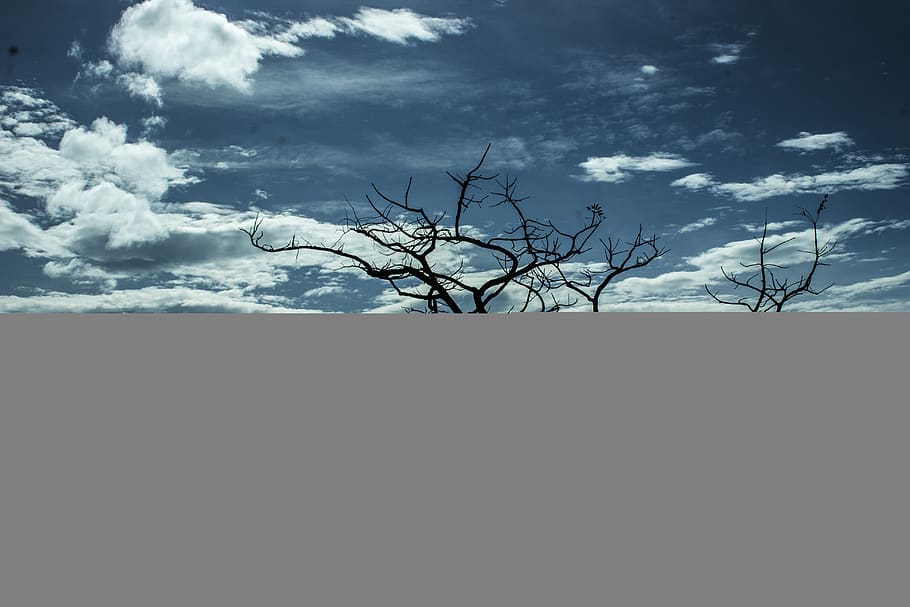 nature, landscape, mountains, slope, summit, peaks, trees, branches HD wallpaper