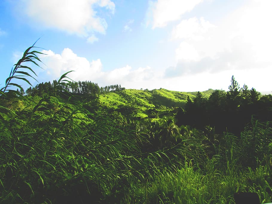 fiji, nature, hills, green, plant, growth, sky, green color HD wallpaper