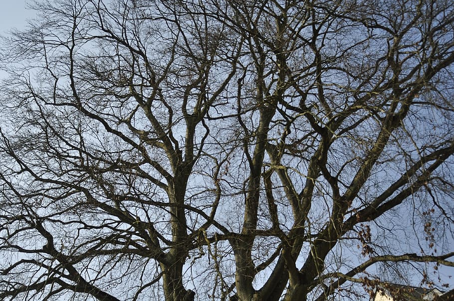 tree, sky, blue, aesthetic, plant, bare tree, branch, no people HD wallpaper