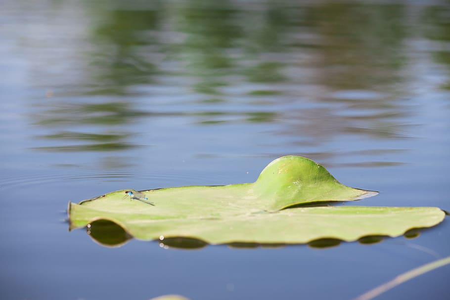 leaf, water, lake, reflection, green color, nature, no people HD wallpaper