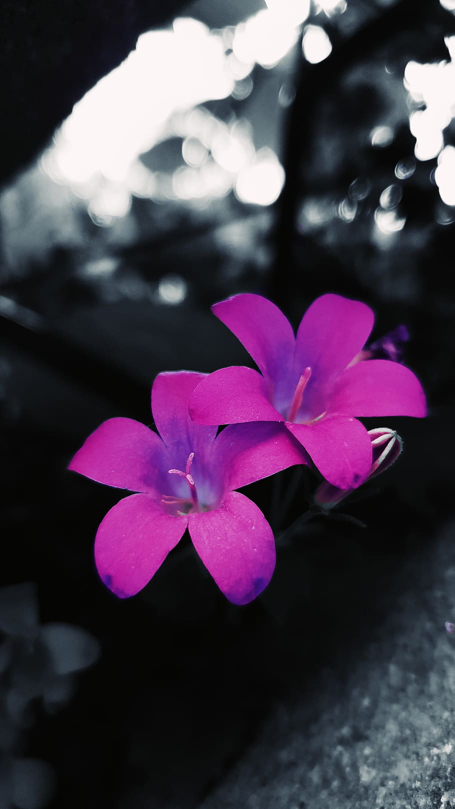 flower, flowering plant, petal, vulnerability, close-up, fragility HD wallpaper