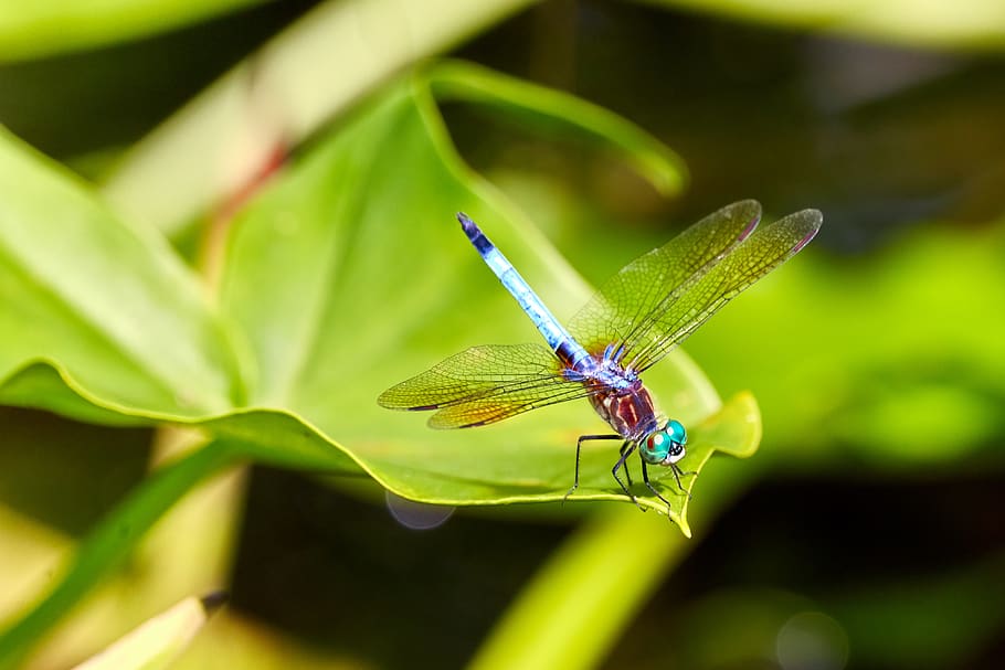 dragonfly, nature, insect, bug, wildlife, wing, summer, green HD wallpaper