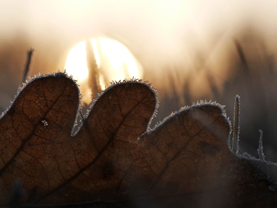 nature, leaf, cool, morning, sun, grass, sunrise, frost, cold temperature HD wallpaper