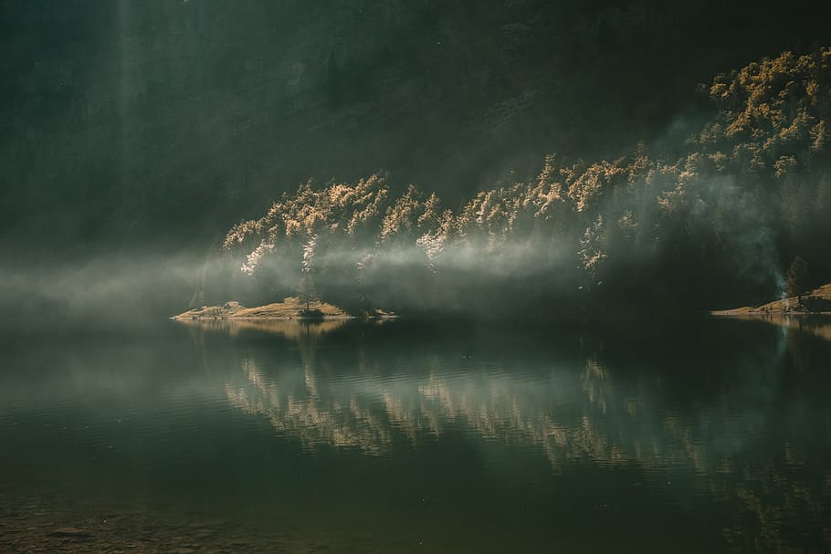 trees, plants, nature, lake, water, reflection, fog, light HD wallpaper