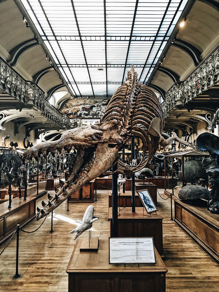 dinosaur, skeleton, museum, indoors, ceiling, large group of objects HD wallpaper