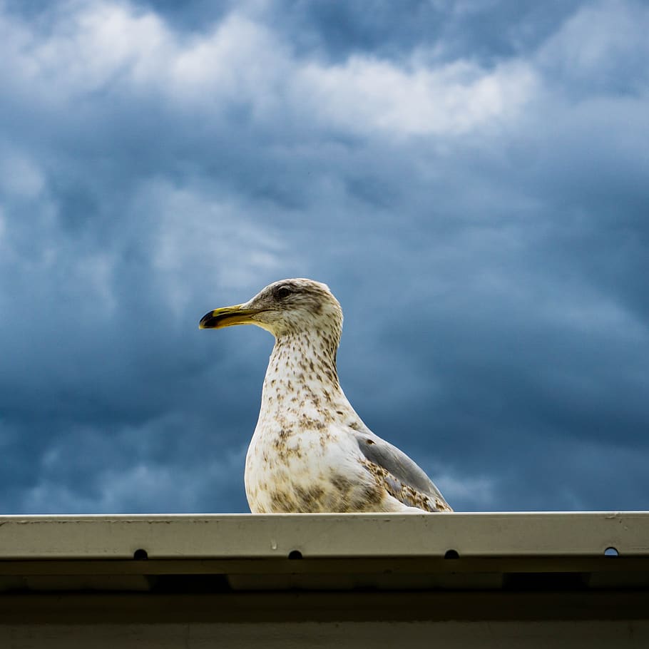 bird, seagull, focus, cloud - sky, animal, animal wildlife HD wallpaper