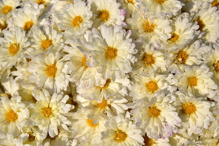 flowers, white, many, bright, yellow, autumn, background, petals HD wallpaper