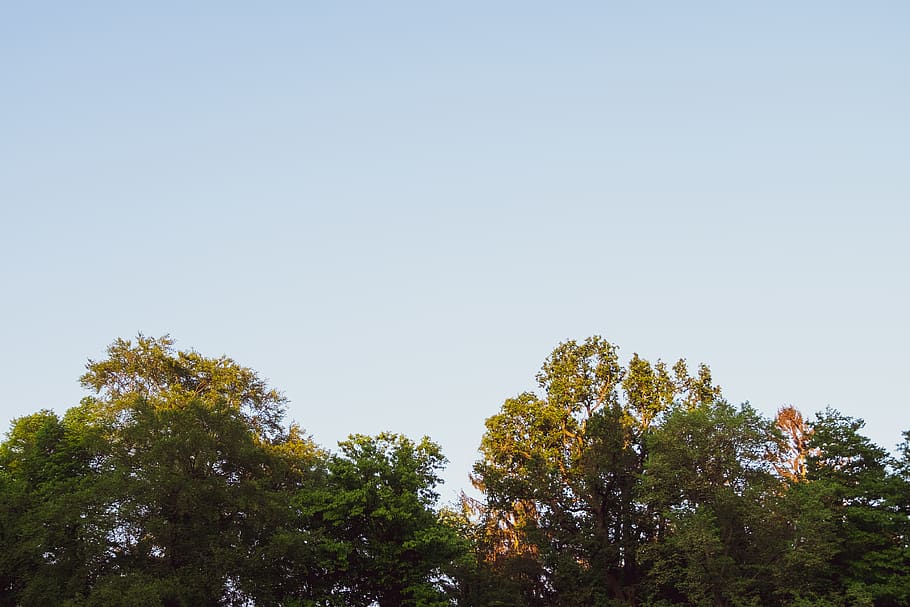 sky, tree, trees, nature, landscape, hike, wanderlust, travel HD wallpaper