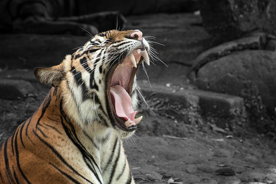 tiger, roar, animal, predator, fangs, animal themes, mouth open HD wallpaper