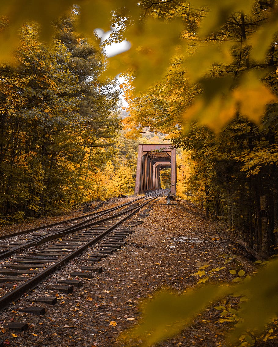 railroad tracks, tree, the way forward, direction, autumn, change HD wallpaper