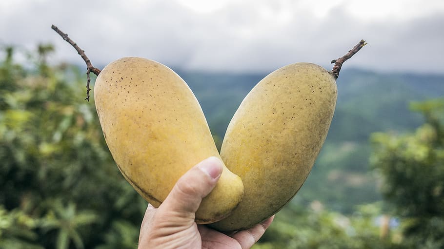 two yellow mango fruits, human hand, human body part, food, food and drink HD wallpaper