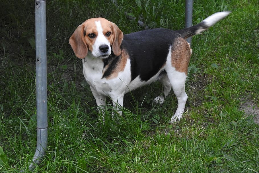 beagel, dog, bitch, nice, beautiful, lovely, one animal, pets HD wallpaper