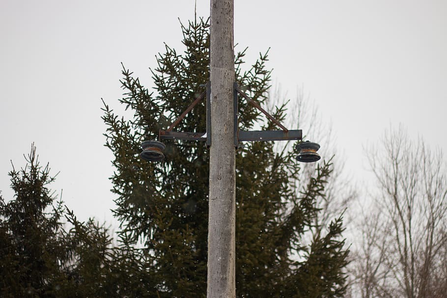 canada, blyth, trees, telegraph pole, plant, nature, sky, growth HD wallpaper