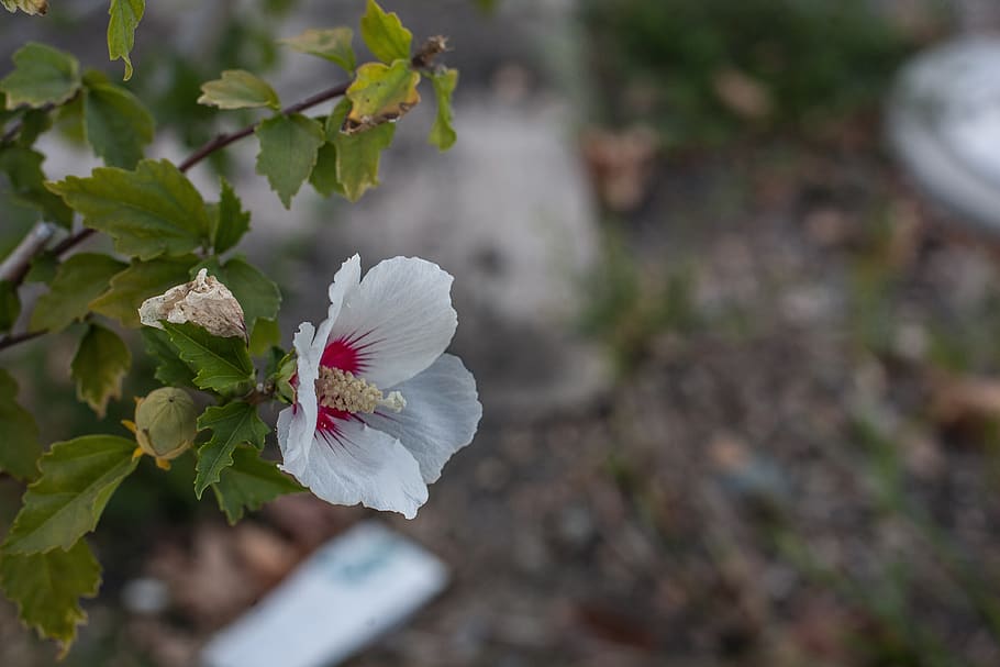 flower, the garden, tree, flowering plant, beauty in nature HD wallpaper