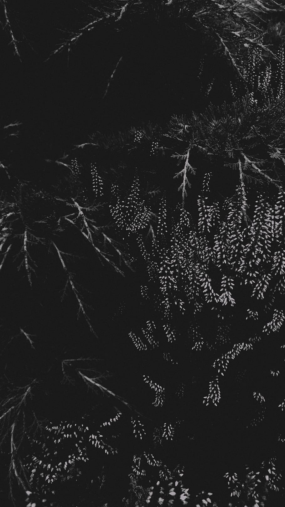 full frame, backgrounds, no people, night, nature, plant, pattern HD wallpaper