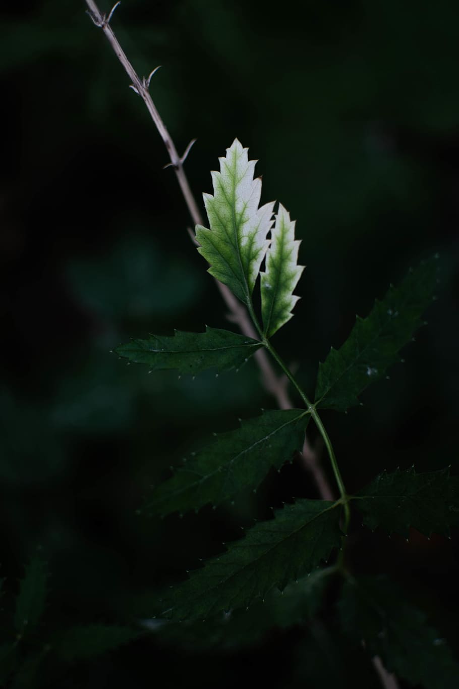 austria, leaf, plant part, growth, green color, beauty in nature HD wallpaper