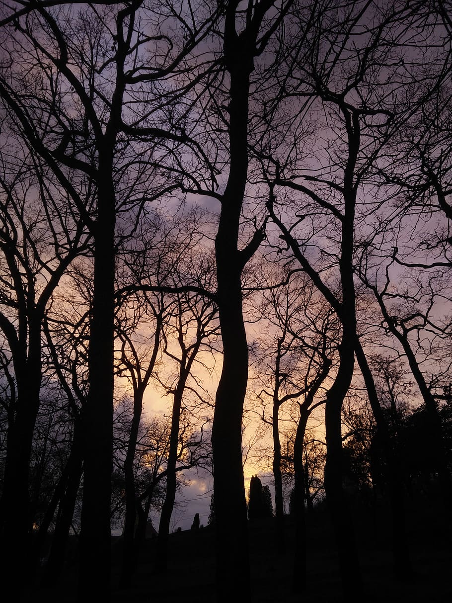 trees, forest, sunset, sky, colours, nature, silhouette, bare tree HD wallpaper