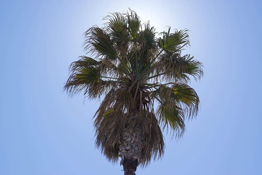 plant, tree, arecaceae, palm tree, summer, sky, sun, sunny day HD wallpaper