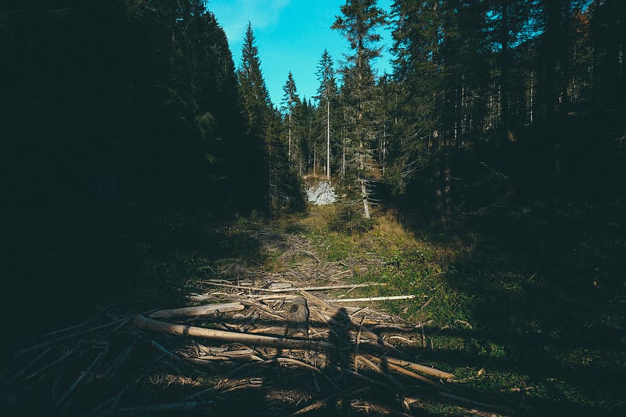 Green Trees, conifer, daylight, environment, evergreen, forest HD wallpaper