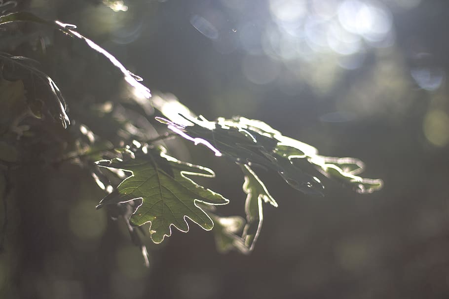 spain, madriguera, light, forest, leaf, woods, summer, plant HD wallpaper