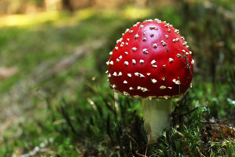 fungus, forest, toadstool, nature, green, red, toxic, foodstuffs HD wallpaper