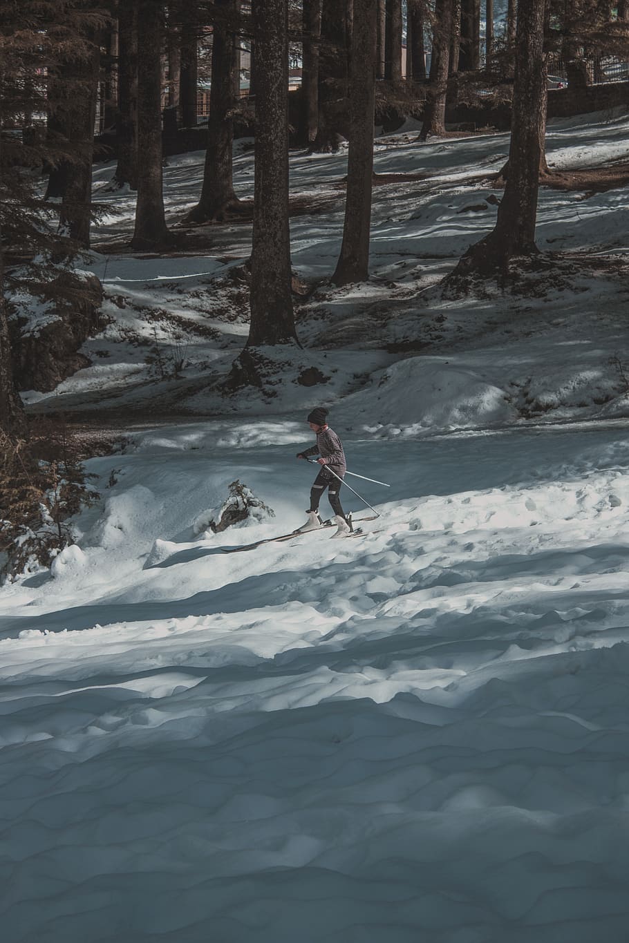 Photo of Person Skiing, action, cold, environment, forest, zing HD wallpaper