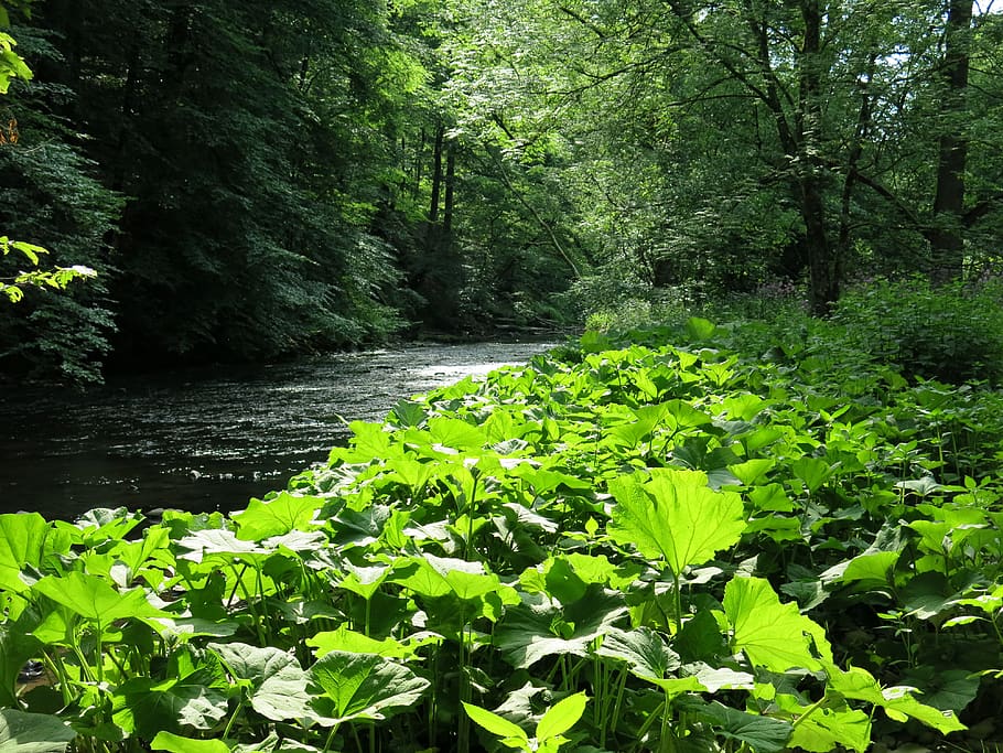 plants, green, forest, river, nature, trees, growth, green color HD wallpaper