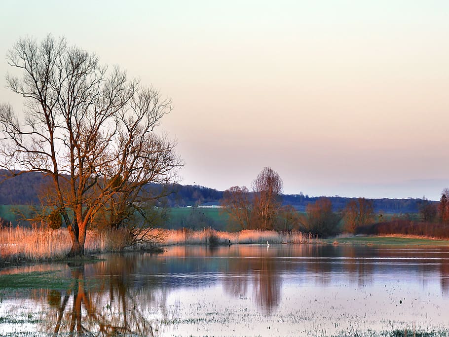 field, twilight, orange, bird, crane, landscape, nature, sky HD wallpaper
