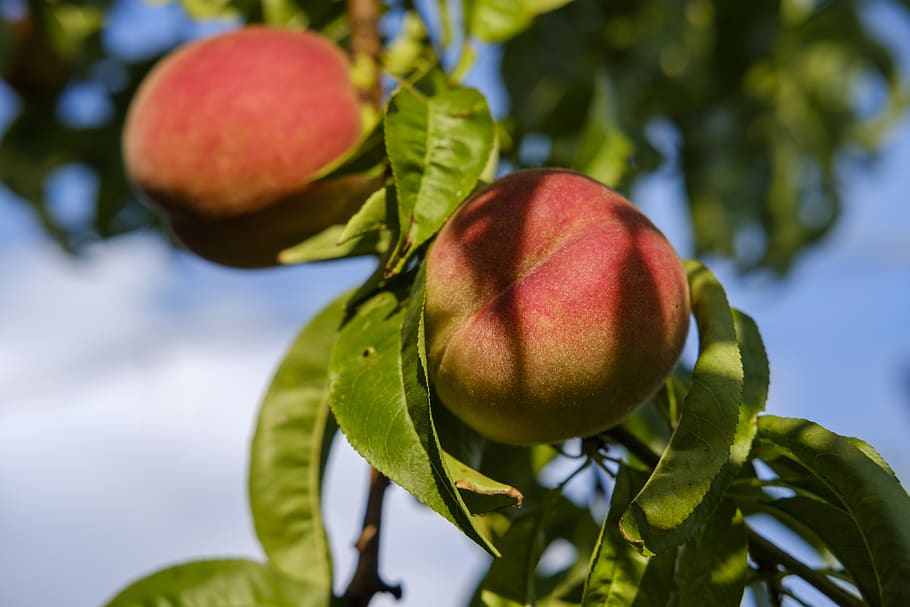 peaches, fruit, stone fruit, vitamins, healthy, sweet, sugar HD wallpaper