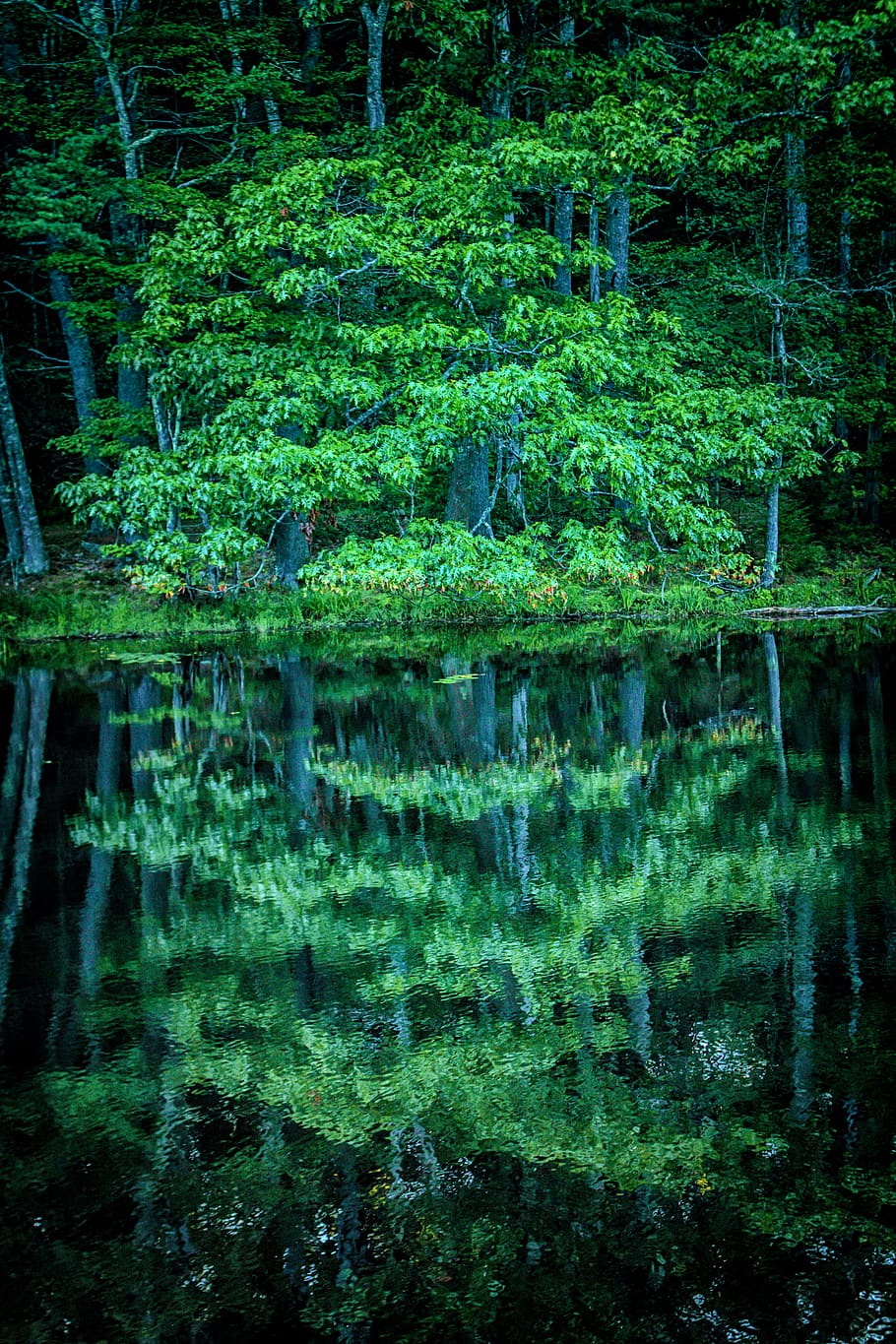 tree, reflection, maine, water, lake, shore, forest, plant HD wallpaper