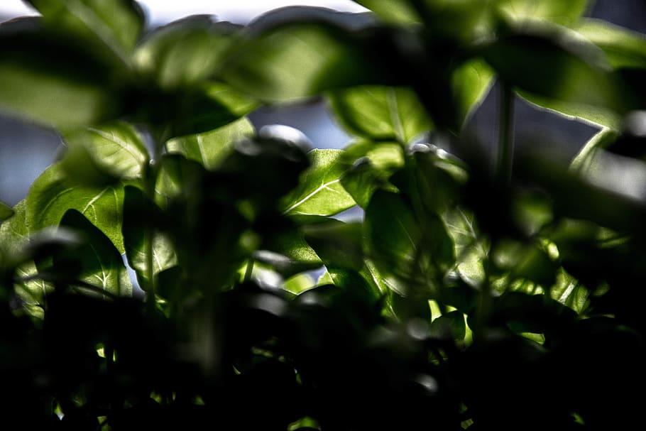 flower, basil, plant, green, warm, leaf, plant part, green color HD wallpaper