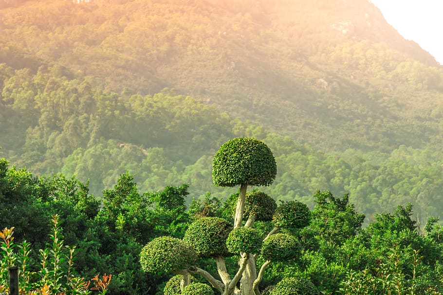thailand, krabi, plant, growth, green color, tree, beauty in nature HD wallpaper