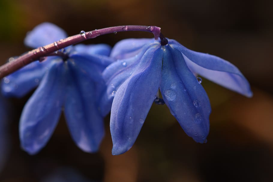 spring, flowers, nature, petals, blue, close-up, flowering plant HD wallpaper